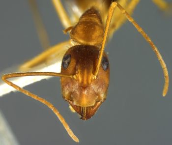 Media type: image; Entomology 21470   Aspect: head frontal view